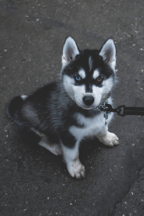 luxuryera: Miniature HuskyPhotographer: Ni.St|PhotographyInstagram