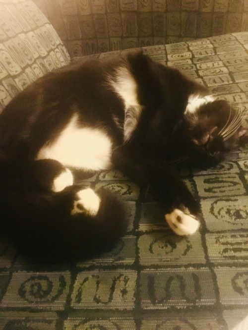 theloveliestpartsofasexuality: Update. My kitten Jasper is turning into a long boy. Today he tried t