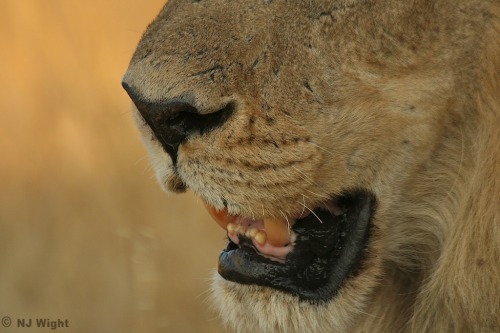 njwight:  Lion Lips. Just a note…this isn’t a cropped composition. This dude was so close to me I could barely focus. Look at those little teeth… 