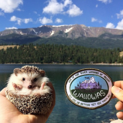 another&ndash;mystery:  trippingmermaids:  @another–mystery   @trippingmermaids @youatrip PLEASE GET ME A HEDGEHOG I WANT ONE SO BAD&gt;