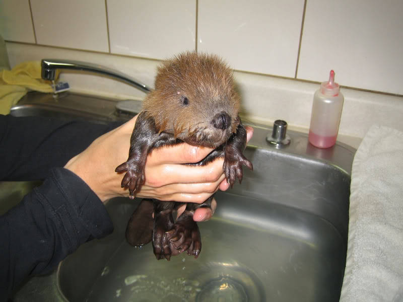 cute-overload:  Young washed beaverhttp://cute-overload.tumblr.com