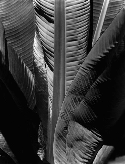Imogen Cunningham, Banana Plant (late 1920s)