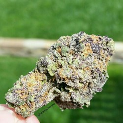 ocweedreview:Lavender from OCPC in Santa Ana. 