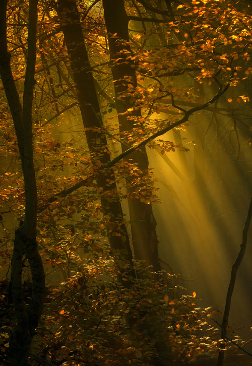 gkar56 - djferreira224 - “October Light” ~ by Norbert...