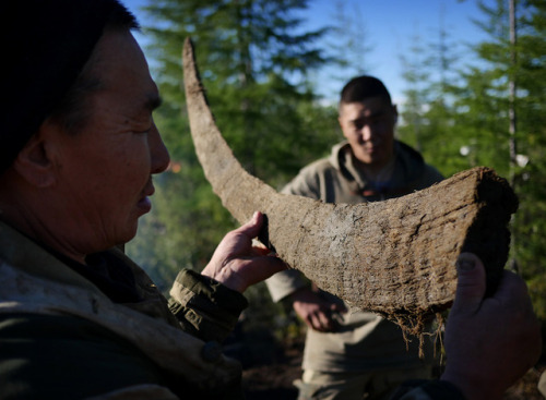 The Mammoth PiratesWith the sale of elephant tusks under close scrutiny, “ethical ivory” from the ex