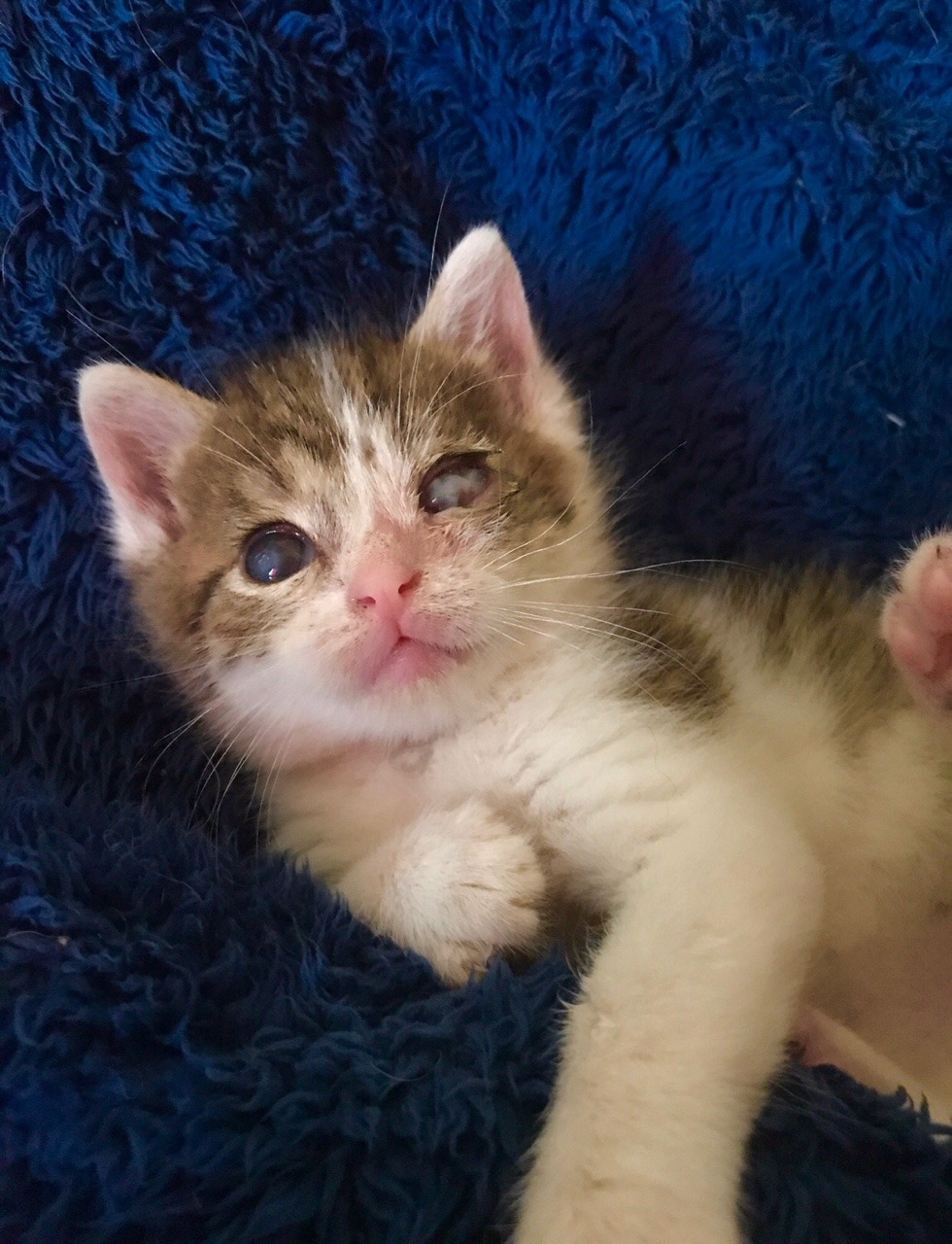 marshmallowmaximus:  ‪One year ago today we found you abused and abandoned on the