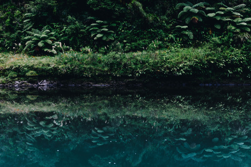 macalaelliottphotography:Forest River | North Island, New Zealand Macala Elliott Photography