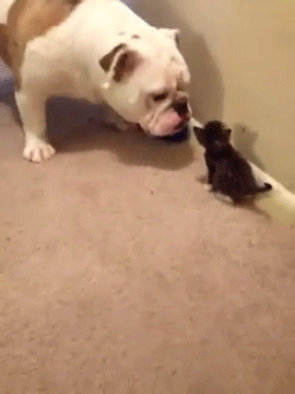 sizvideos:  Bulldog meets kitten for the first time 