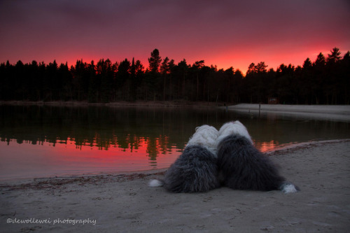 coffee-tea-and-sympathy: The everyday adventures of a couple of shaggy old English sheepdogsby Cees 