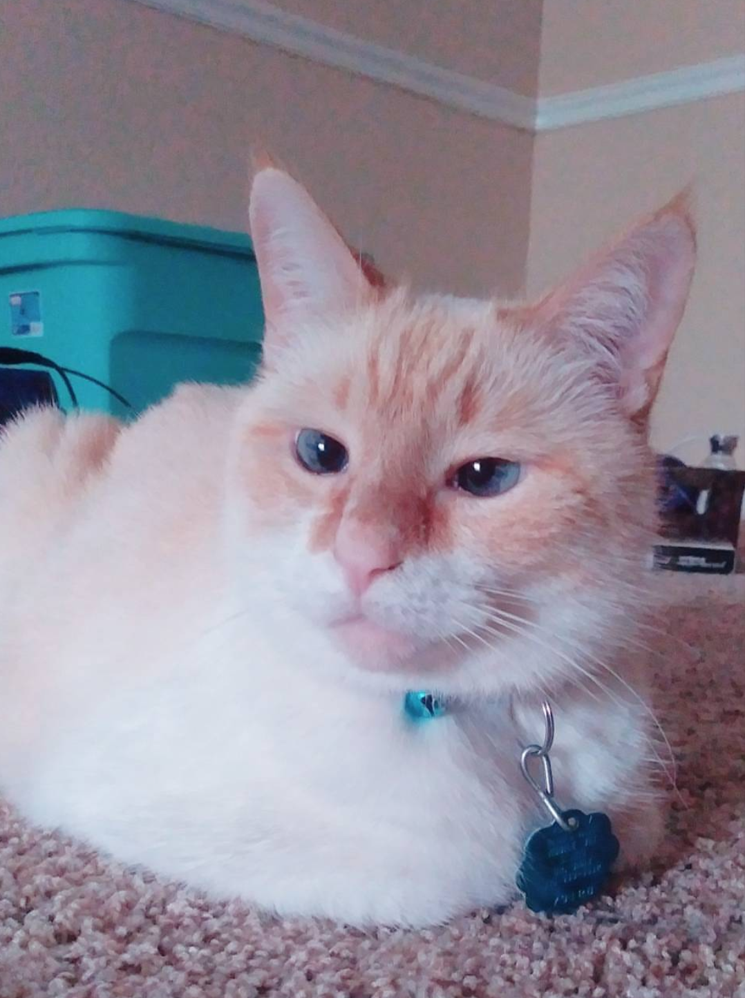 straycatj:  friendpaw: straycatj:   malteselizzie:   straycatj:  hello mr j! my name is kiki and i was once too a stray! i like to steal socks and trip my humans often. we look just alike! can i be your friend? ((I love your blog, Mr.J is super cute and