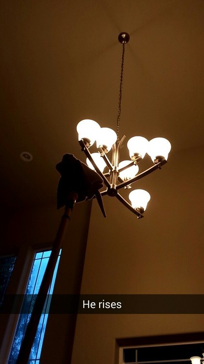 carsatan:  carsatan:  jenovaii:  carsatan:  My sting ray fell out of the chandelier  i don’t even know the context of this but this is the best post i’ve seen in a while      I told my dad that someone reblogged this and he wants it to be known that
