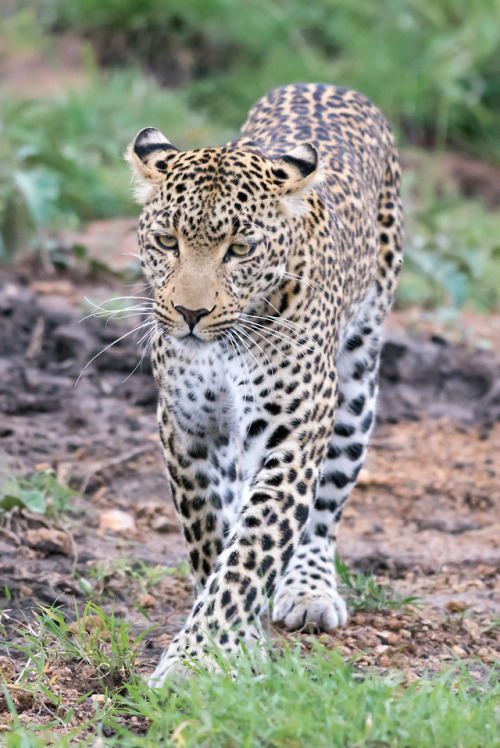 trexkamal: Leopard (Panthera pardus) Maasai Mara, Kenya.