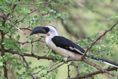 Von der Decken’s hornbill (Tockus deckeni) Photo by Fabrice Stoger