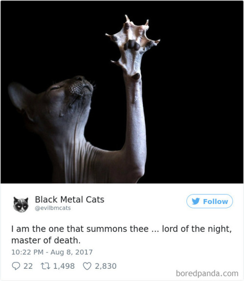 catsbeaversandducks: Twitter Account Pairs adult photos