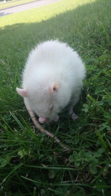 nuggetandrose: Nugget cleaning herself outside