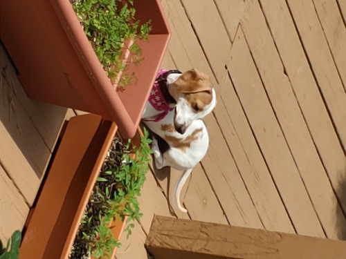 ferretluv