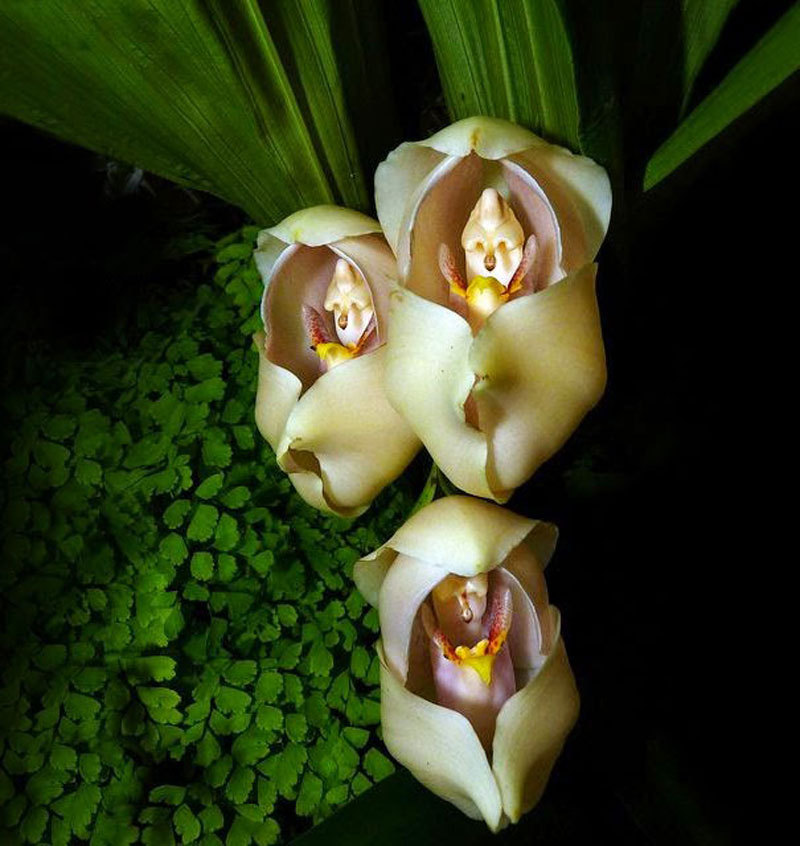 miss-vortex:The Orchid is incredible - not only are there thousands of species all