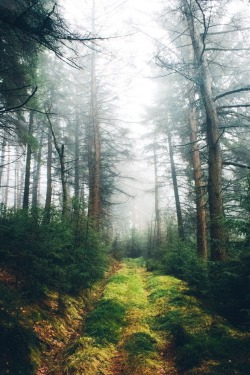 dpcphotography:  Covered Tracks 🍃