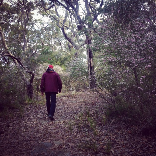 saturday bushwalk with my dad &amp; my first time seeing a waratah in the wild!!! 