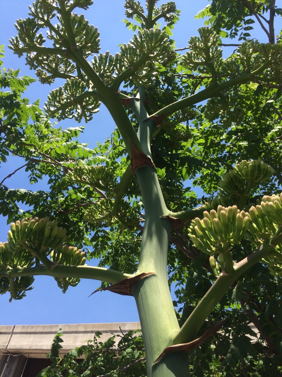 Agave inflorescence / downtown Dallas