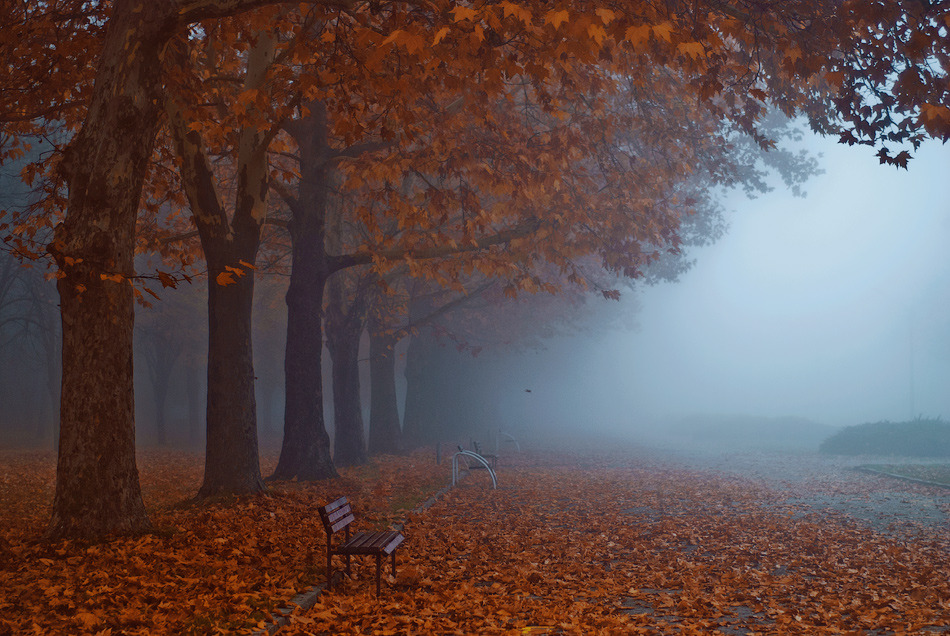 magic-spelldust:  Foggy Autumn Series by Bomb-Creator 
