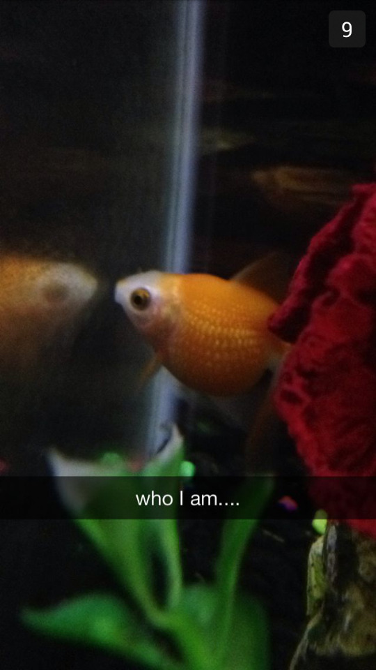 crownleys:  My sister just sent me these of my goldfish and this is why I love her