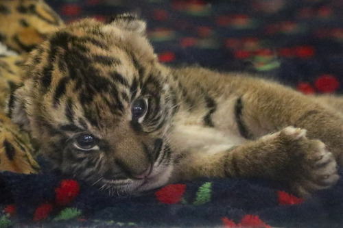 sdzsafaripark:  Sumatran tiger cub by Penny Hyde  