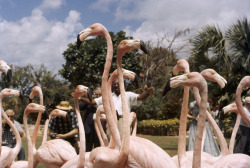 fahde:  natgeofound:  A trainer controls a flock of trained flamingos for photo opportunities in Nassau, Bahama Islands, November 1957.Photograph by B. Anthony Stewart, National Geographic  x 