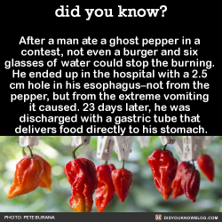 did-you-kno:  After a man ate a ghost pepper