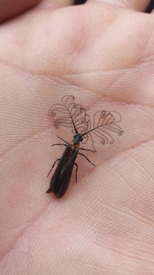 queermobile:  amorphe:    heracliteanfire:  ‘Phengodidae Sp. The beetle family Phengodidae is known also as glowworm beetles, whose larvae are known as glowworms.’ (via Project Noah)   who did her hair like this 