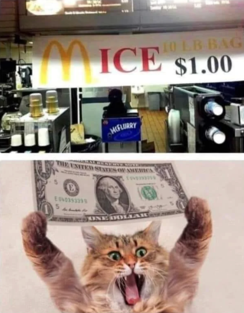 Your Daily Dose Of Cat Memes
