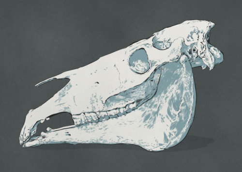 I never actually shared the new ones from my ongoing series of skulls, so here’s the current g