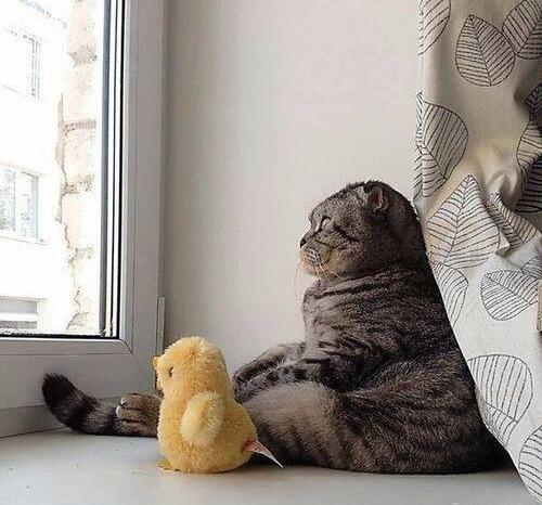 cute-overload:  The Existential Cat with His Existential Duckhttp://cute-overload.tumblr.com source: http://imgur.com/r/aww/sD6xgKV