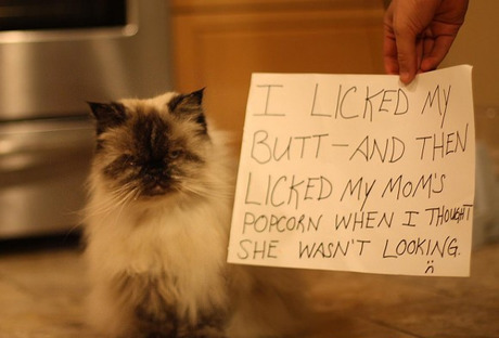 celestialbesties:  catsbeaversandducks:  Being a cat owner is full of surprises. More naughty cats HERE. Via Distractify  Look at how proud the butter one is though. Yes.  I do lick the butter 