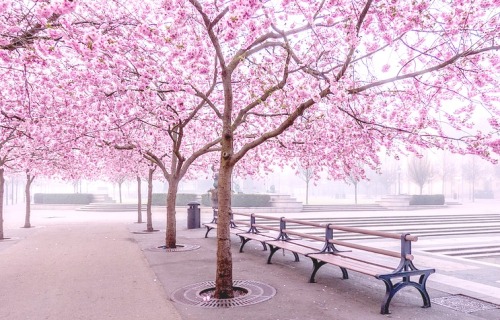 trxnh:Cherry Blossom by PriscillaBurchar