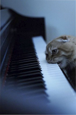 catsuggest:  she work hard her whole life to become musicienne. please support her