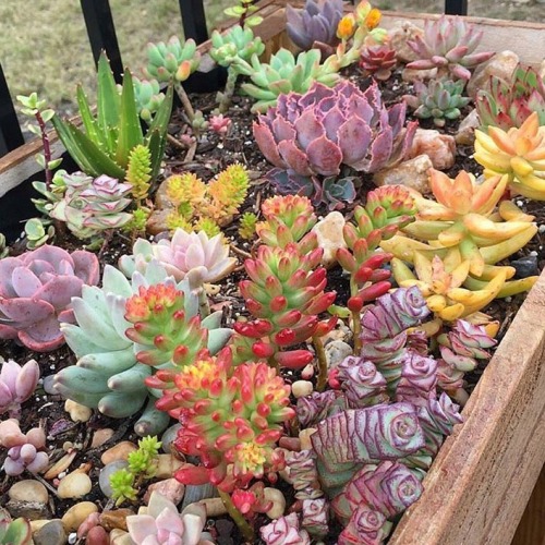 XXX coffeeandshit:  Colourful cacti. Apparently photo