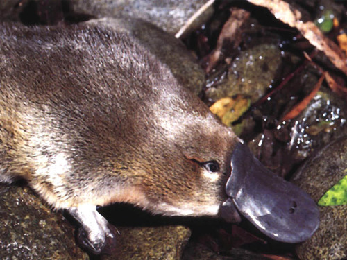 heroinsight:an australian native animal, the ‘platypus’