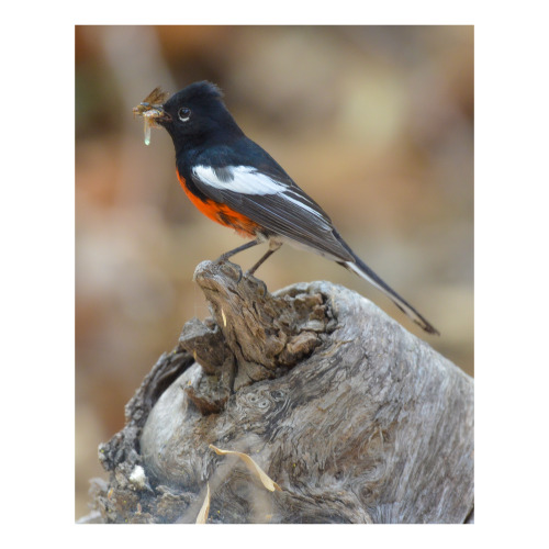 Mouths to feed.Painted redstart / pavito alas blancas (Myioborus pictus) on the south fork of Cave C