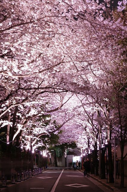daddiekyle:  vicloud:For this reason I love Japon @deafkinkygirl.. i know you love