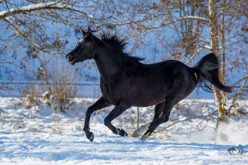 WM Nafis oxAl Lahab ox  X  Napirai oxArabian, Stallion15hhBorn 2013