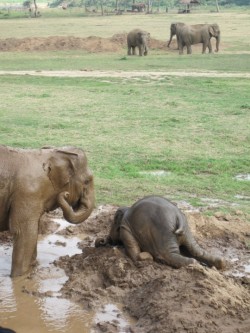 mrscalypsojackson:  imperfectwriting:  wanderlusity:  tigerrcat:  tai-kwon-joe:  Sometimes, the adolescent elephant will throw itself upon the ground as a sign of extreme emotional distress, commonly known as a “tantrum.”  i am an adolescent elephant