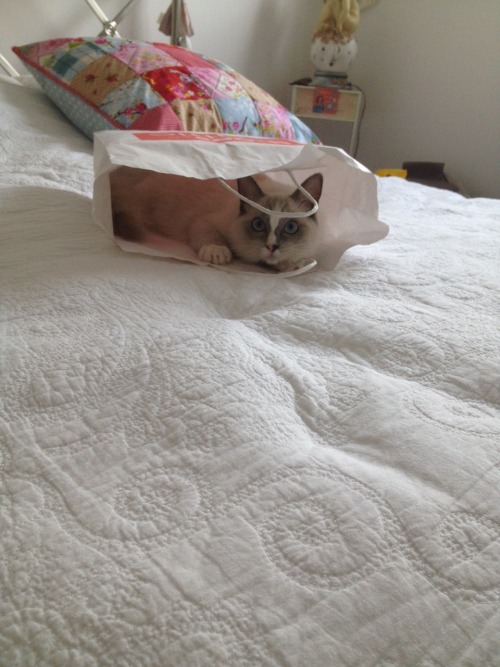 If there’s a bag Oscar will turn it into a hideout…