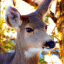 fairycattle
