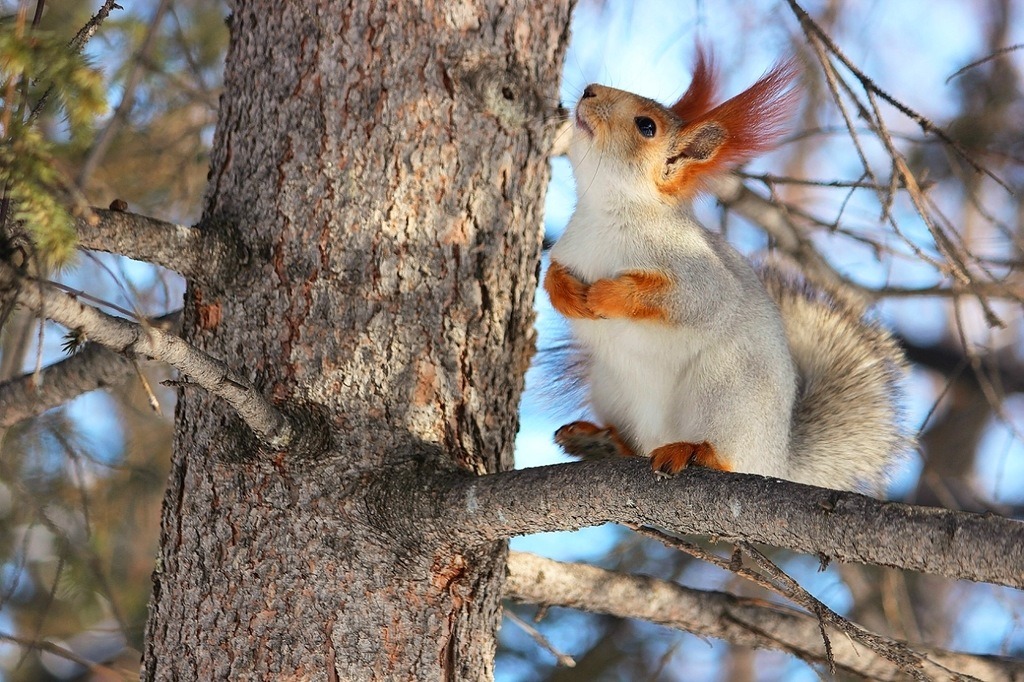magicalnaturetour:  Tapatopka  this is the most punk squirrel I&rsquo;ve ever