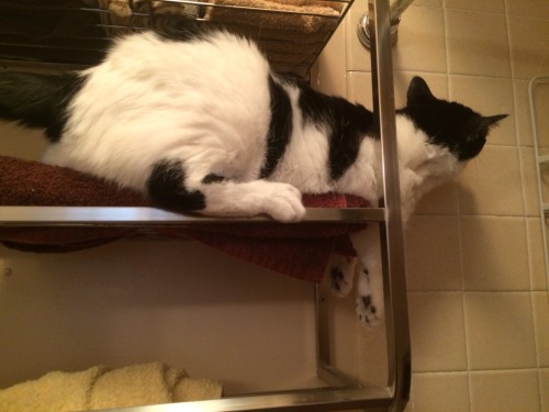 Here are a series of photos from a time when my mom let me sit on the towel rack. I like being the t