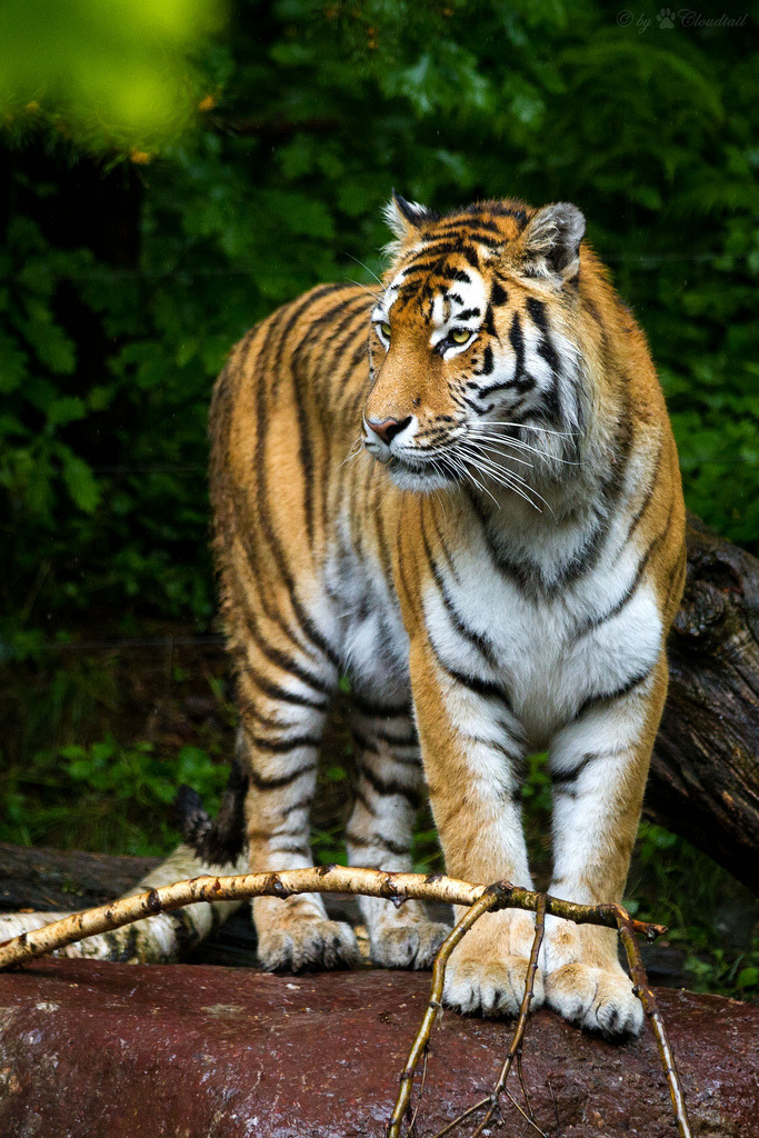 llbwwb:  For the tiger lovers:) amur tiger (by Cloudtail)