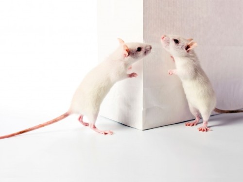 currentsinbiology:Timid rats use the buddy system  by Nicholas Weiler Rats usually fear st