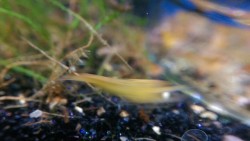 shrimpapalooza:  U. S. O. (Unidentified Shrimpy Object)