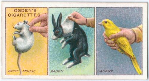design-is-fine:How to Hold Pets, Ogden cigarette cards, early 20th century. Via NYPL